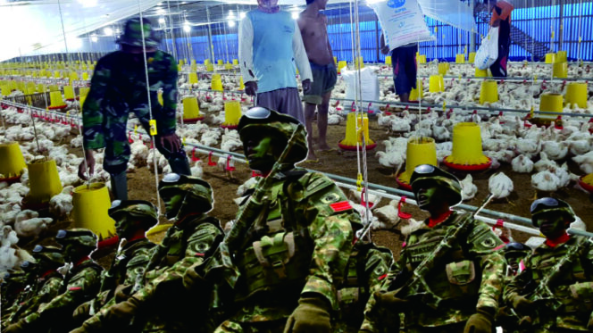 
					TNI AD Beternak Ayam: Ketahanan Pangan Model Baru atau Sinyal Darurat?